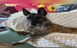 Mixed Breed dogs for sale: Sox a healthy 4 year old F Malinois-Saluki mixed - Image 6