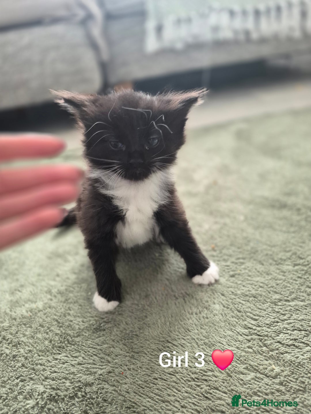 Mixed Breed cats for sale: Beautiful grey and tabby kittens  - Advert 17