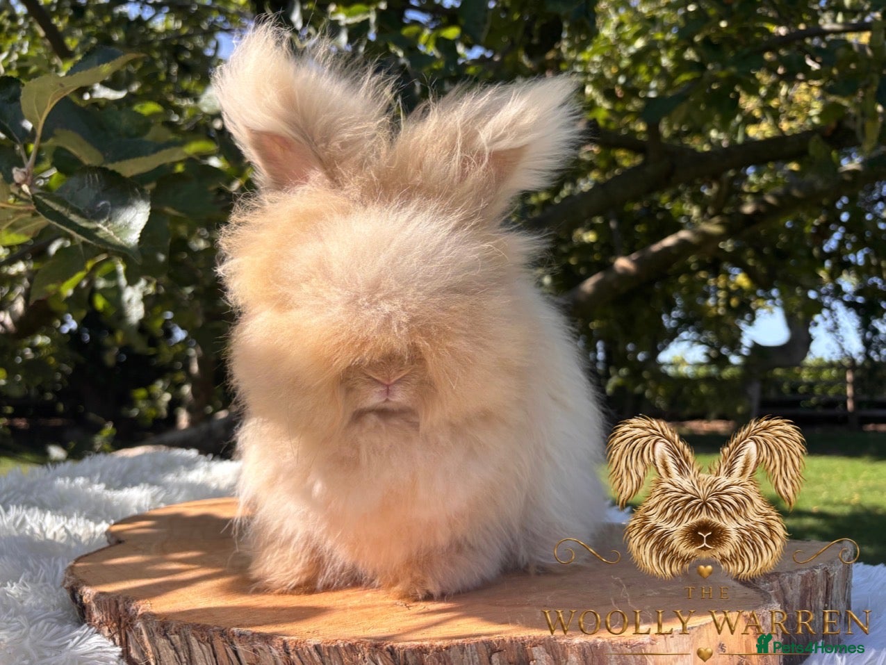 Angora rabbits Fully Vaccinated Angora Litter Ready Now - Advert 1