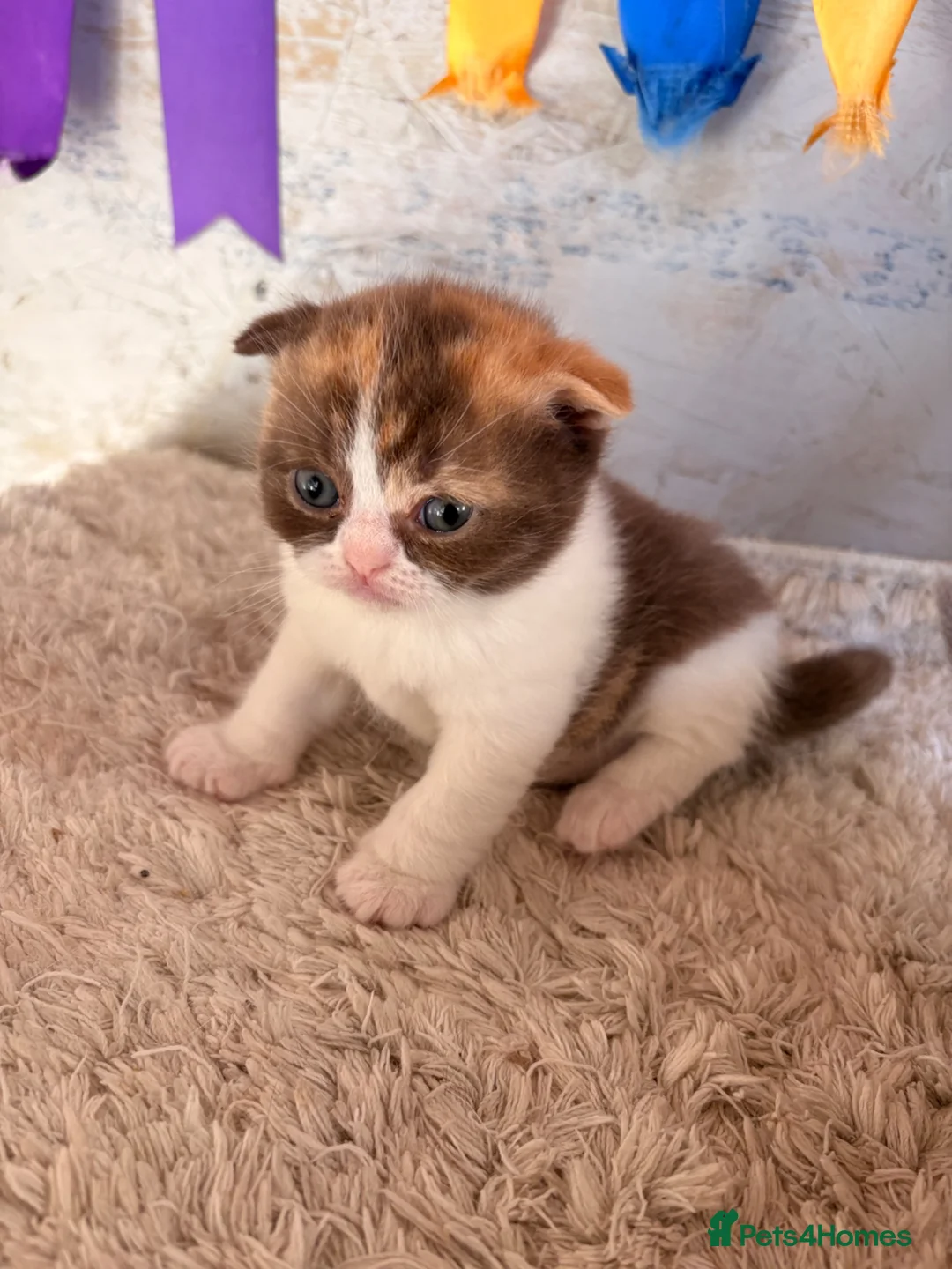 Scottish Fold cats for sale: Pick and mix Scottish fold kittens  - Advert 1