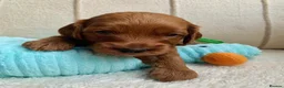 Cockapoo dogs for sale: Waiting List Open ** Due 30th May - Advert 8