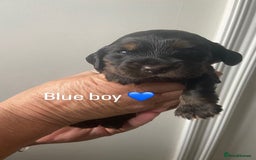 Cocker Spaniel dogs for sale: KC RIZI-BIZI show type European show champ lines - Image 9