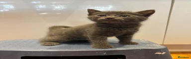 Blue Tabby 2