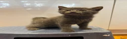 Mixed Breed cats for sale:      5 Beautiful Tabby Kittens Looking For Homes in Morden - Advert 6