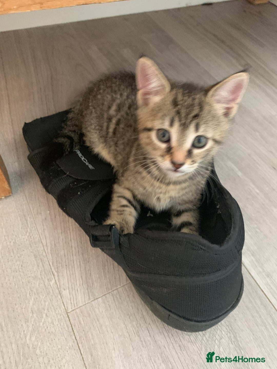 Mixed Breed cats for sale: Gorgeous 8 week old female tabby kittens - Image 7