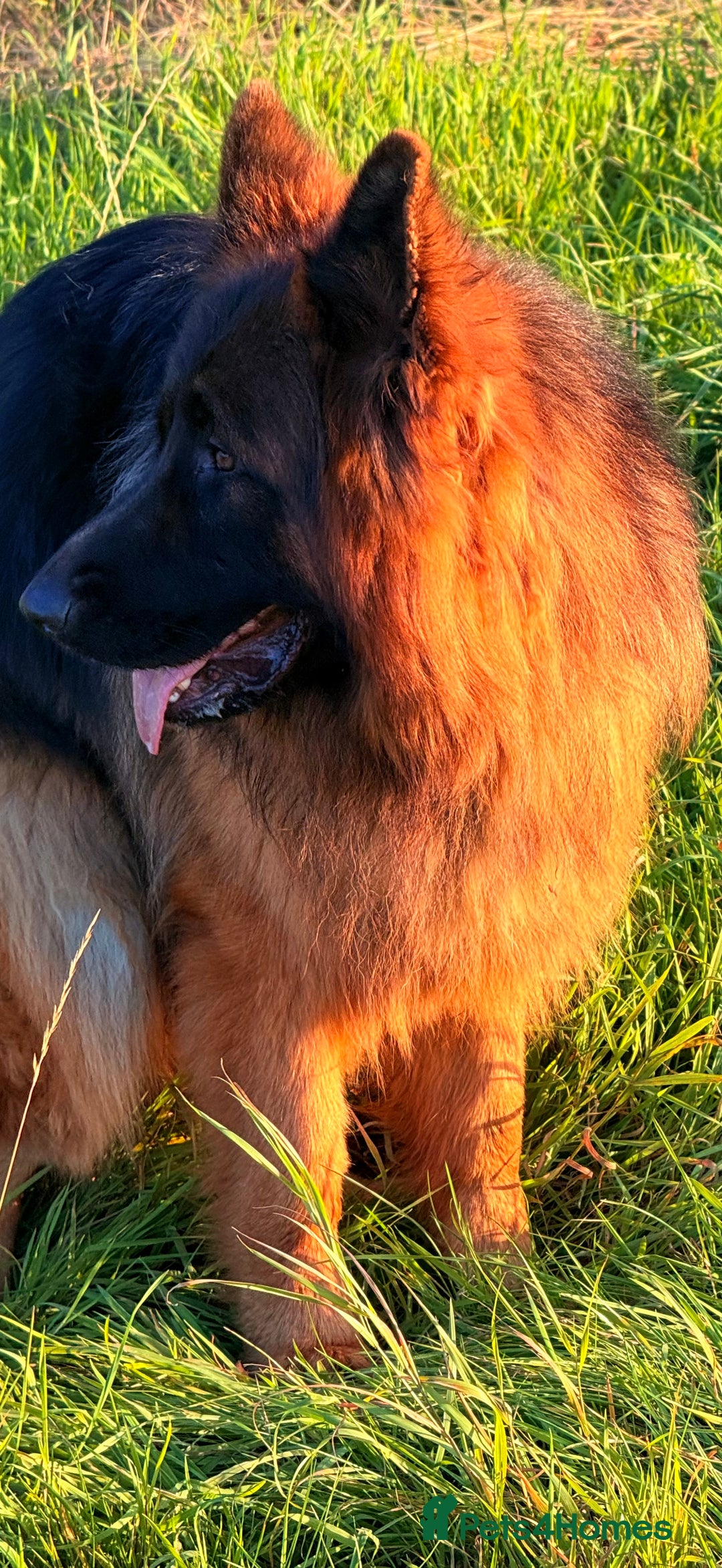 German Shepherd dogs for stud: Bear🤩kc reg proven long haired health tested stud - Advert 7