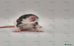 Rat rodents for sale: Our latest litter from Pearls Rodents - Image 4