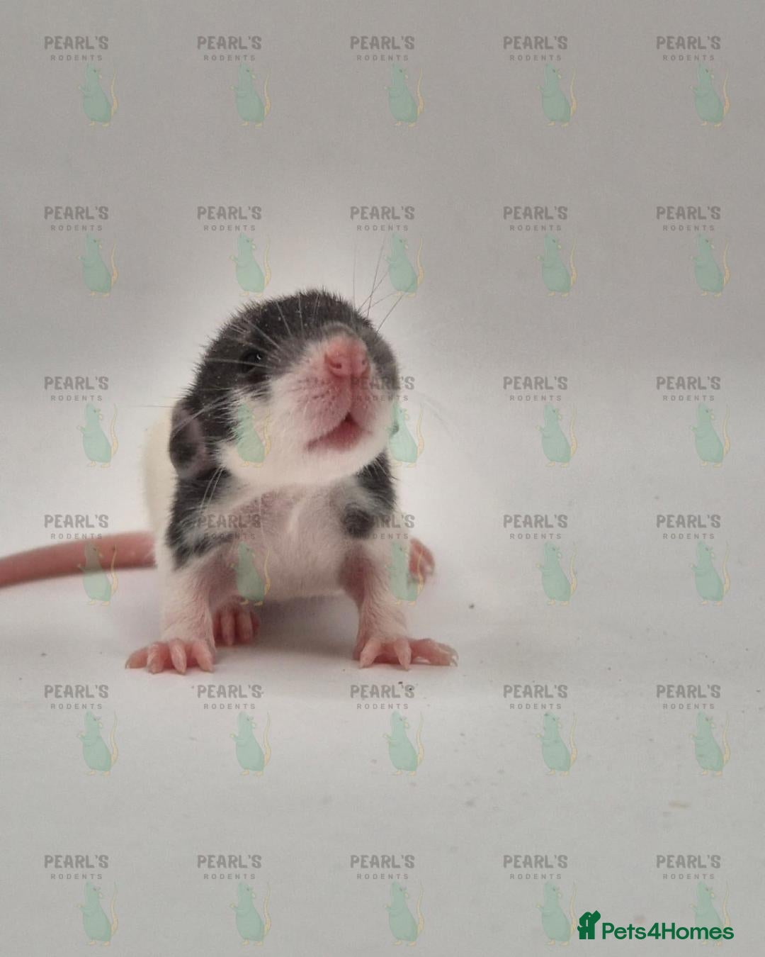 Rat rodents for sale: Our latest litter from Pearls Rodents - Image 4