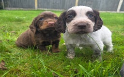 Cocker Spaniel dogs for sale: WORKING COCKER SPANIELS ..DNA CLEAR - Image 6