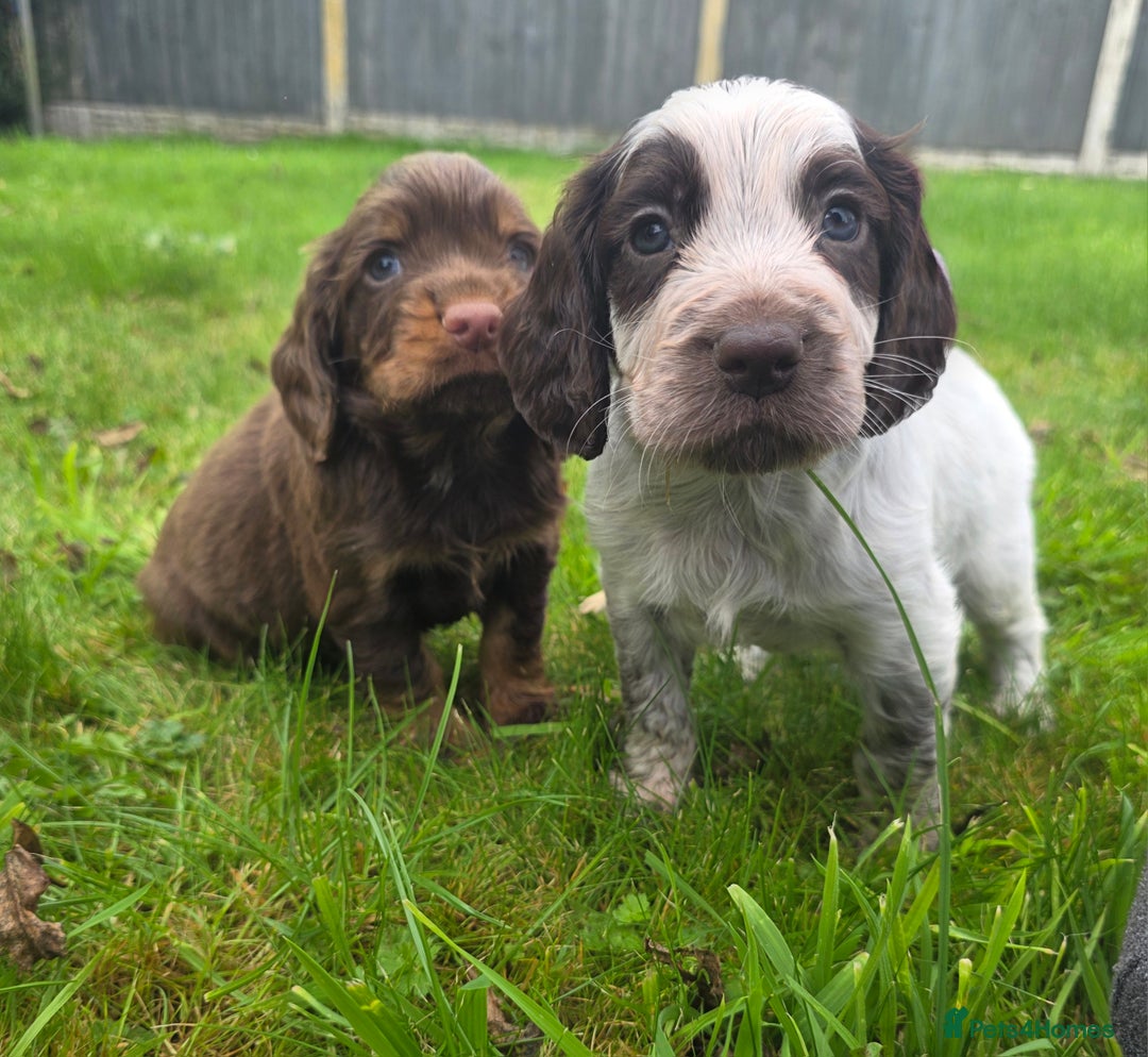 Cocker Spaniel dogs for sale: WORKING COCKER SPANIELS ..DNA CLEAR - Image 6