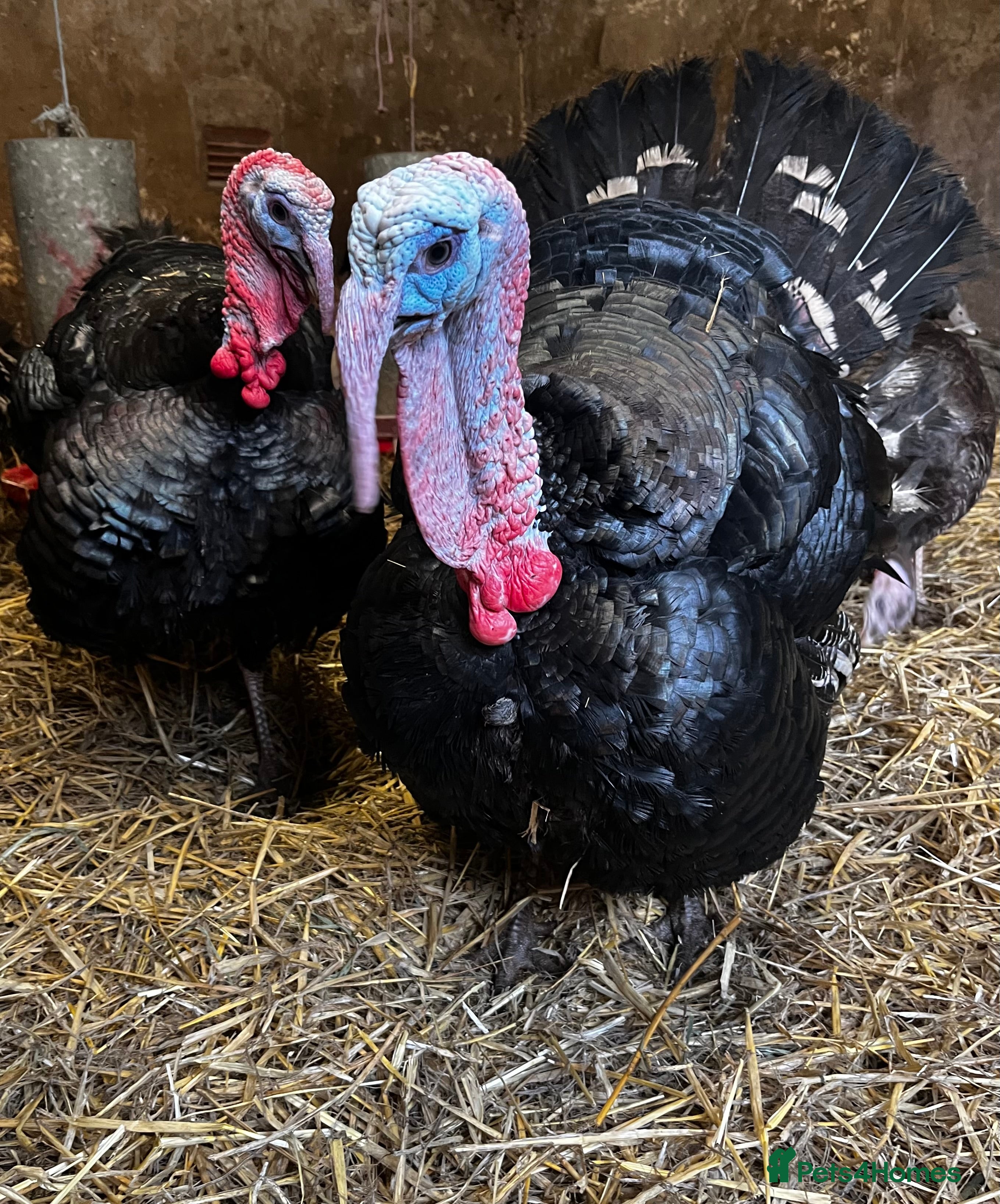 Turkeys poultry Two norfolk black turkey stags for sale - Advert 1