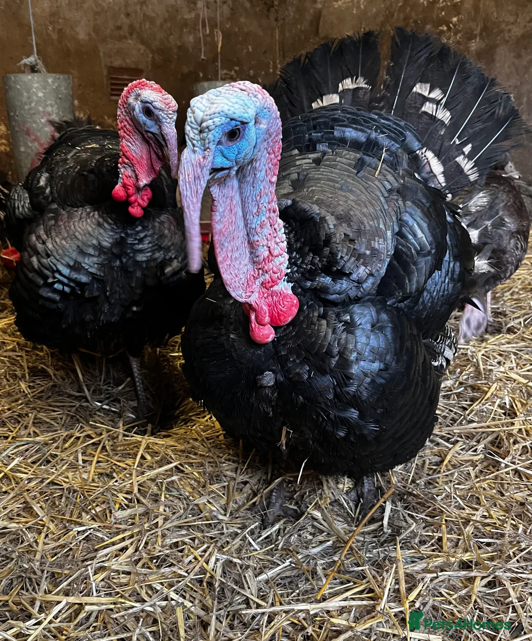 Turkeys poultry for sale: Two norfolk black turkey stags for sale in Burton-on-Trent - Advert 1