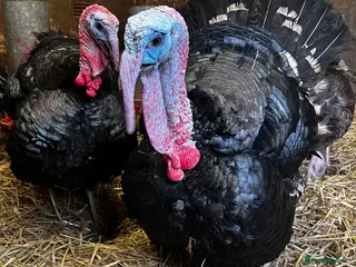 Turkeys poultry Two norfolk black turkey stags for sale - Advert 1