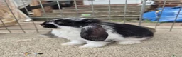 French Lop rabbits for sale: 10 beautiful show quality french lop kits  - Advert 7