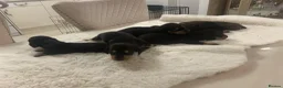 Dachshund dogs for sale: 7 beautiful puppy’s looking for a forever home.  - Advert 13