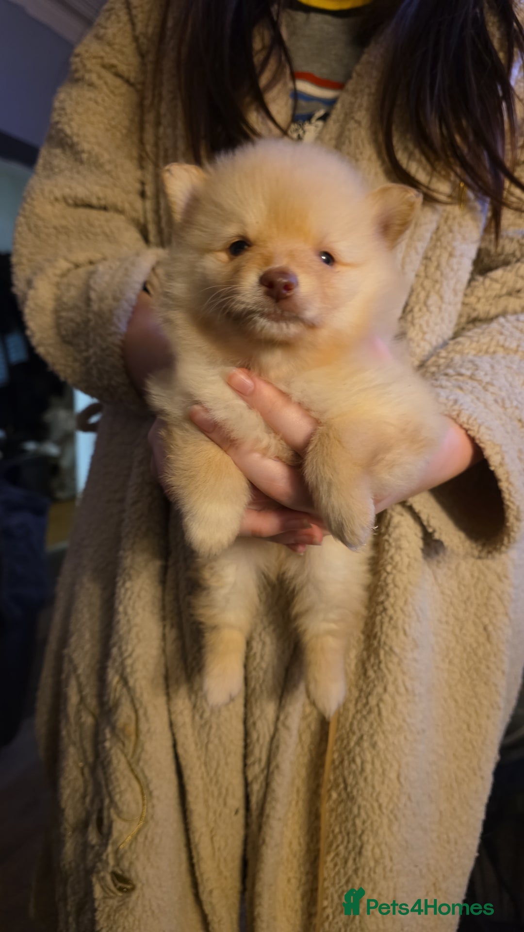 Pomeranian dogs for sale: Pomeranian pups  - Advert 2