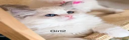 Ragdoll cats for sale: Stunning  European bloodline Ragdoll kittens  - Advert 8