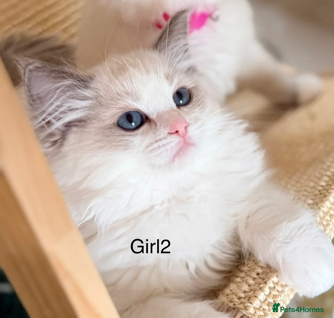 Ragdoll cats for sale: Stunning  Champion lines Ragdoll kittens  - Advert 40