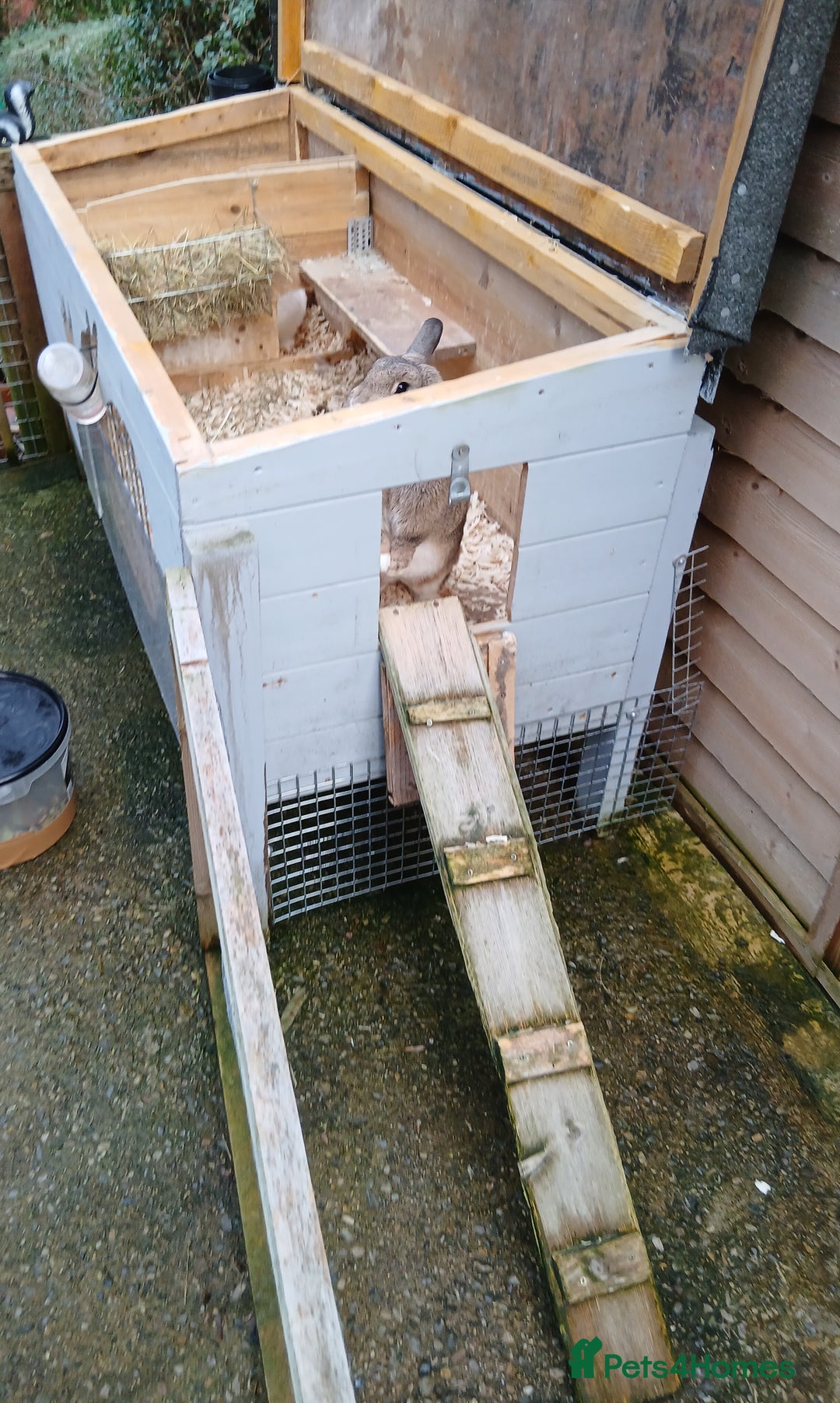 Mixed Breed rabbits for sale: Lop eared rabbits and hutch, - Advert 4