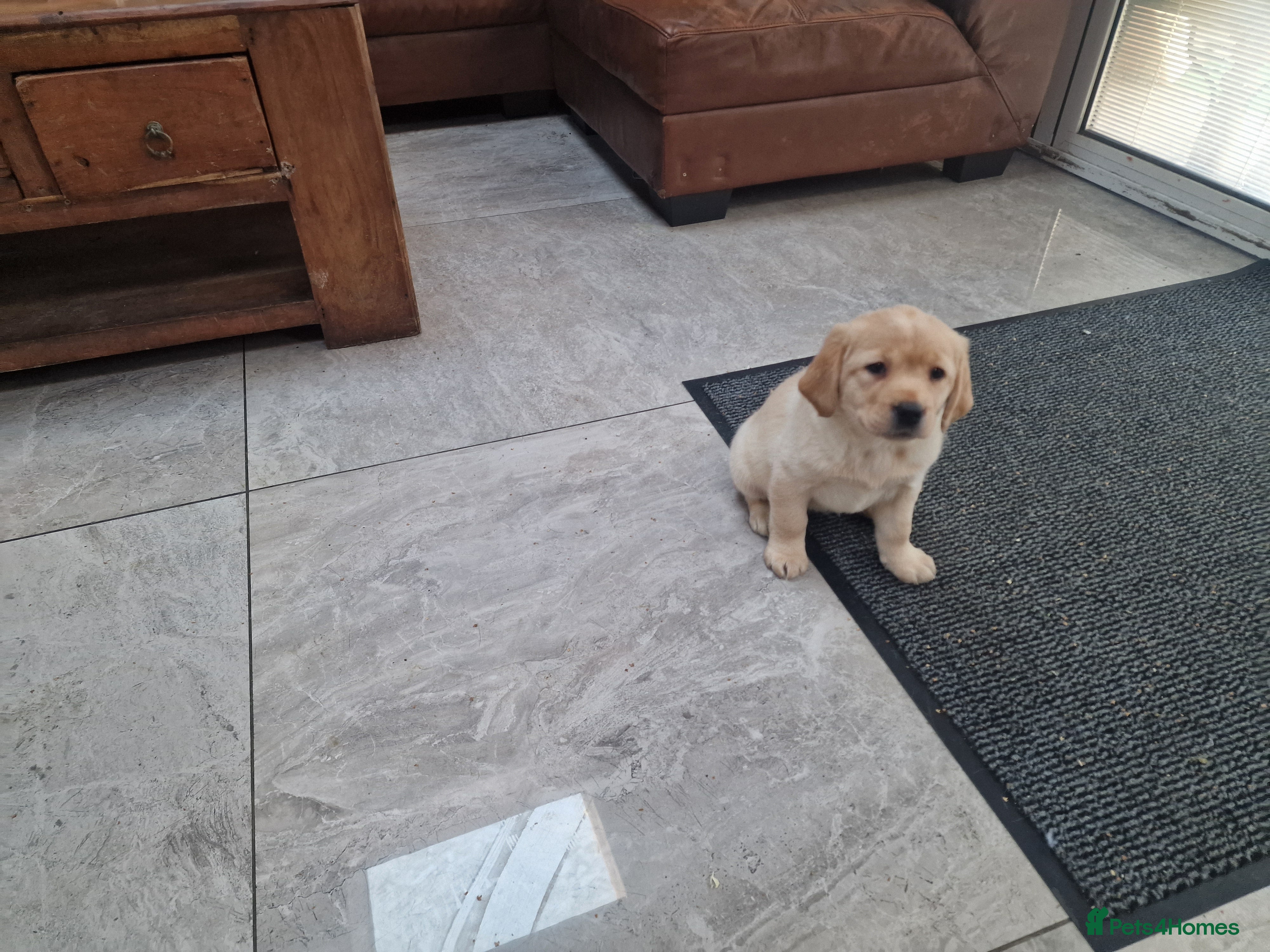 Labrador Retriever dogs Labrador very cute and playful puppies  - Advert 6