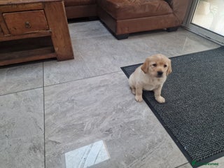 Labrador Retriever dogs Labrador very cute and playful puppies - Advert 6