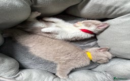 British Shorthair cats for sale: British Shorthair Champion Line kittens 🏆🥇😻 - Image 1