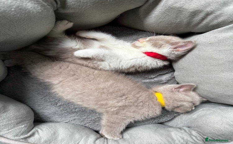 British Shorthair cats - Advert 4