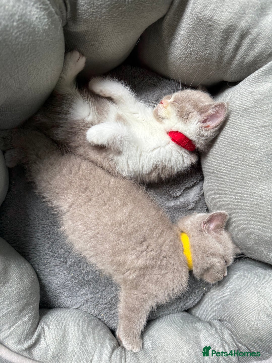 British Shorthair cats for sale: British Shorthair Champion Line kittens 🏆🥇😻 - Image 1