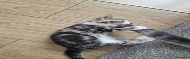 Tabby Female (Gucci)