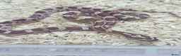 Corn Snake reptiles for sale: Corn snake  in Leicester - Advert 9