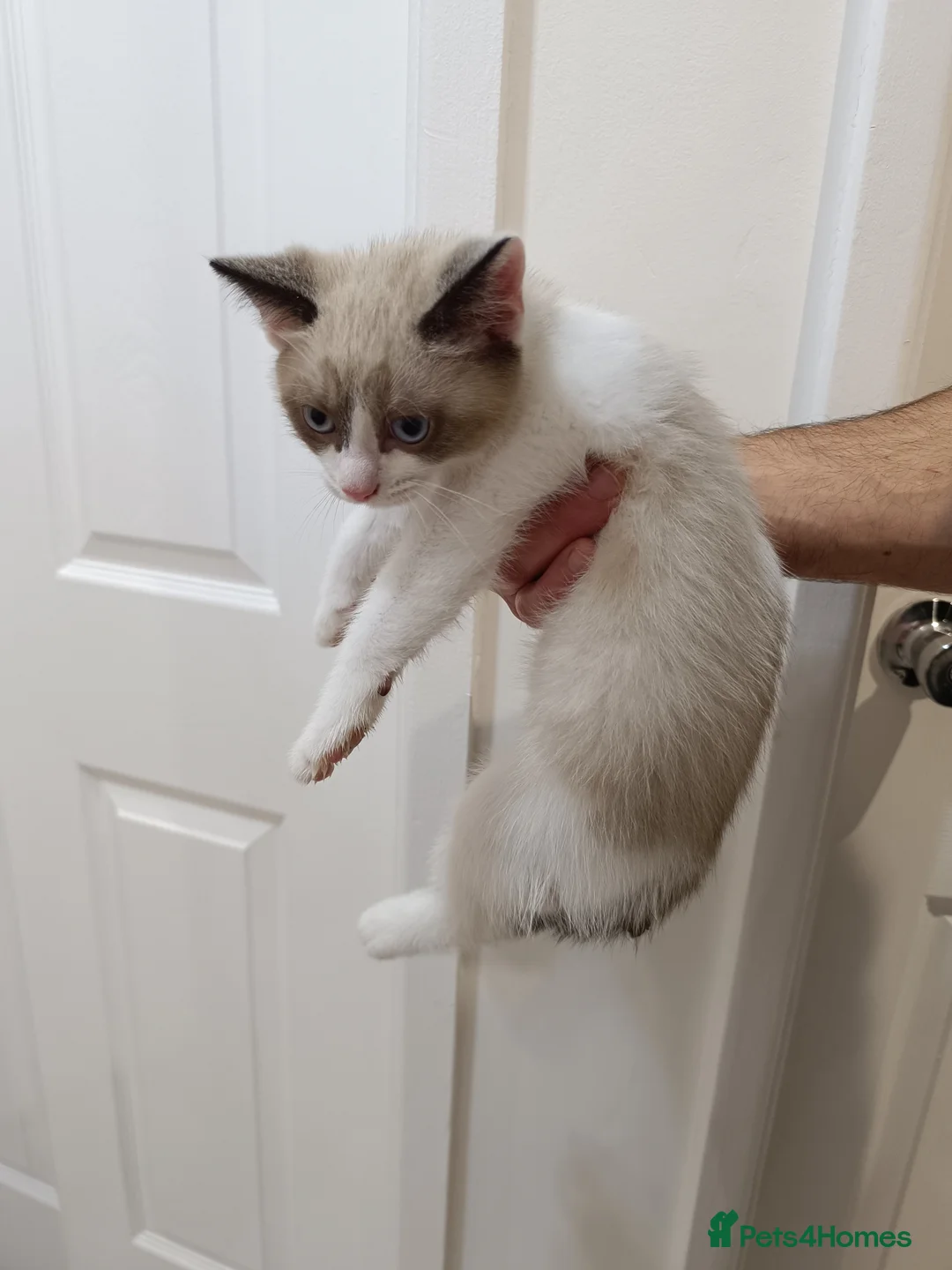 Mixed Breed cats for sale: For sale Russian blue pointed mix kittens...  in Great Yarmouth - Advert 24