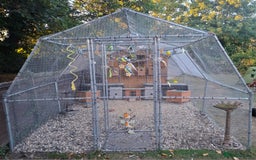 Budgerigars birds for sale: Take in / RESCUE any unwanted Birds/parrots - Image 4