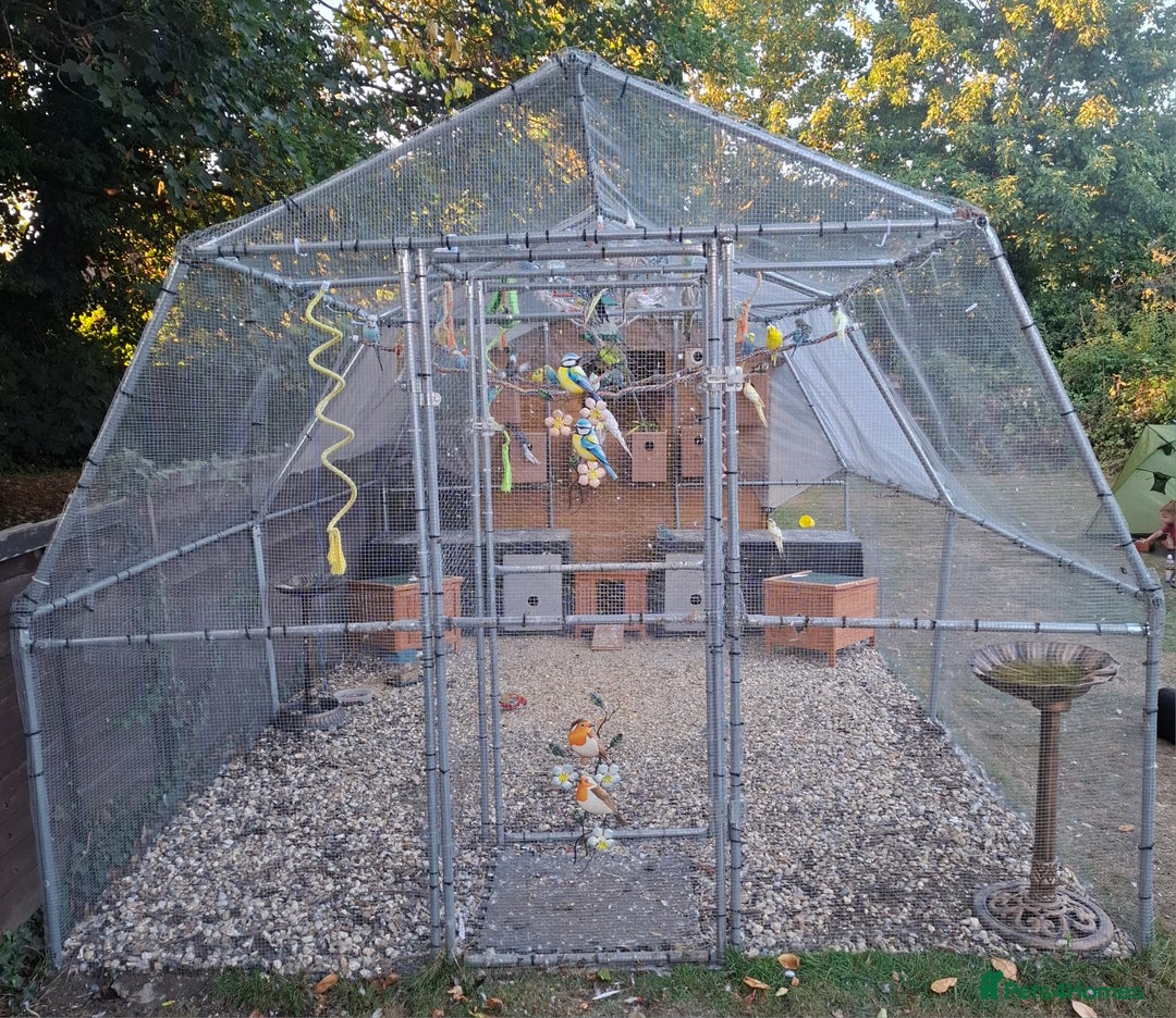 Budgerigars birds for sale: Take in / RESCUE any unwanted Birds/parrots - Image 4