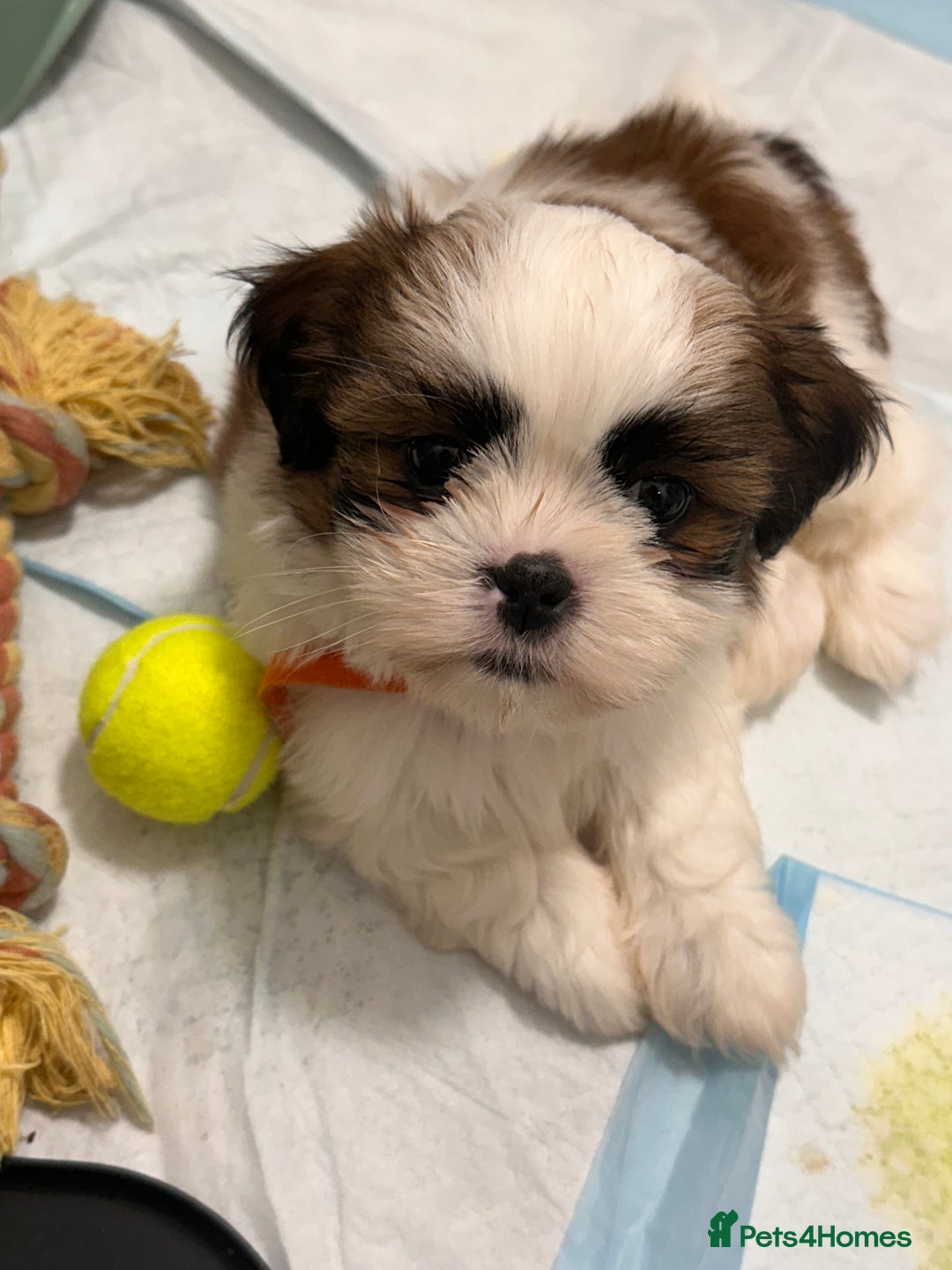 Shih Tzu dogs for sale: 2 Shih Tzu puppies ready for their forever home - Advert 2