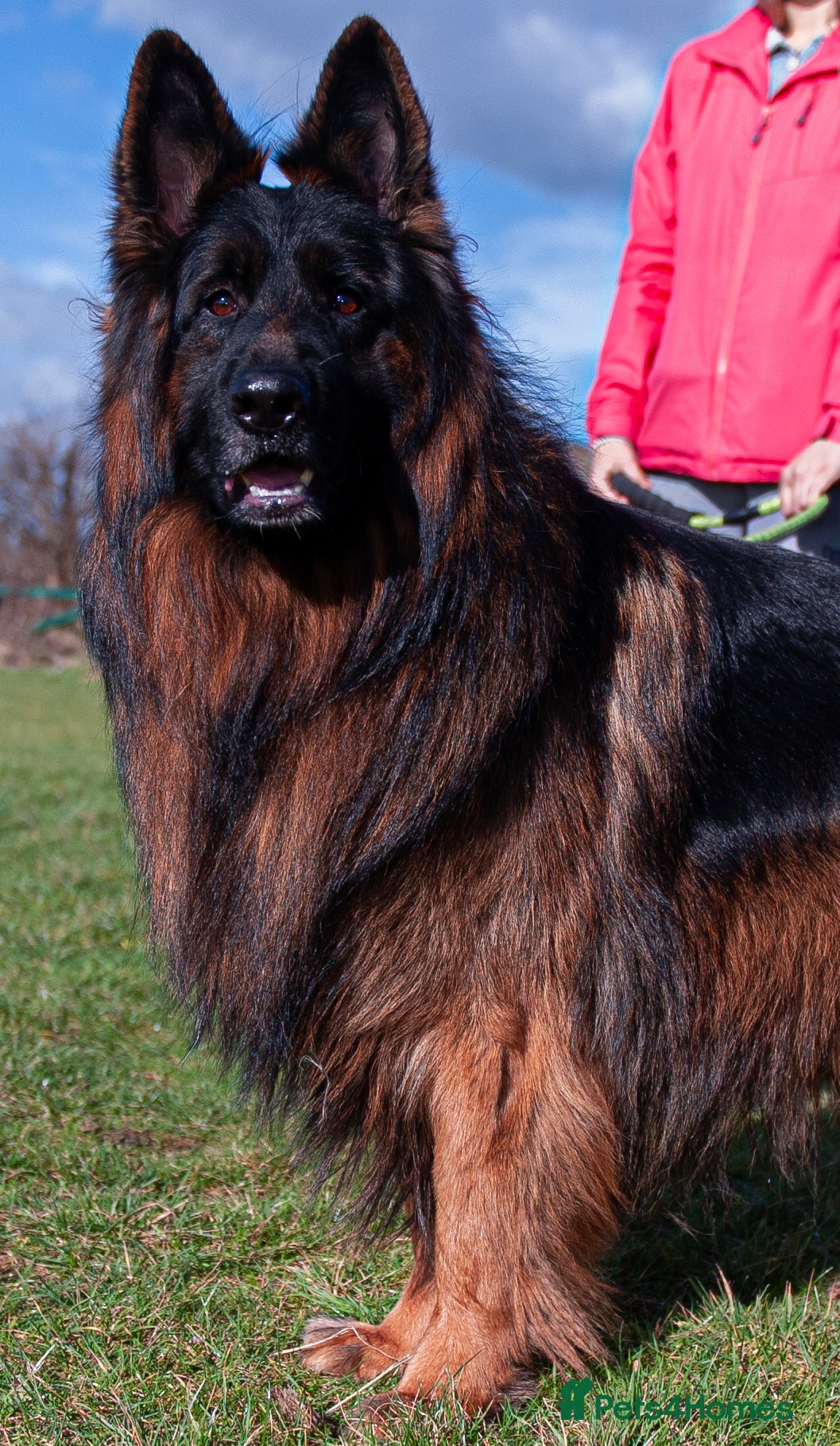 German Shepherd dogs for sale: ❤️🐾 Beautiful Long-Haired GSD Puppies🐾❤️ - Advert 1