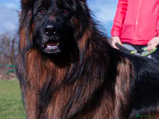 German Shepherd dogs ❤️🐾 Beautiful Long-Haired GSD Puppies🐾❤️ - Advert 2
