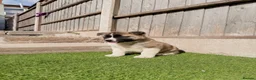 Akita dogs for sale: American Akita puppy’s for sale - Advert 7