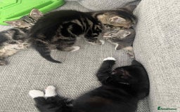 Mixed Breed cats for sale: 3 beautiful kittens looking for their forever home - Image 13