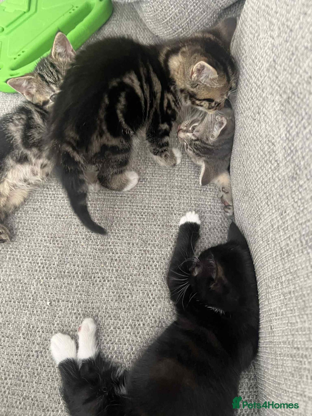 Mixed Breed cats for sale: 3 beautiful kittens looking for their forever home - Image 13