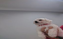 Maltese dogs for sale: Pure Maltese puppies ❤️❤️💙 - Image 9