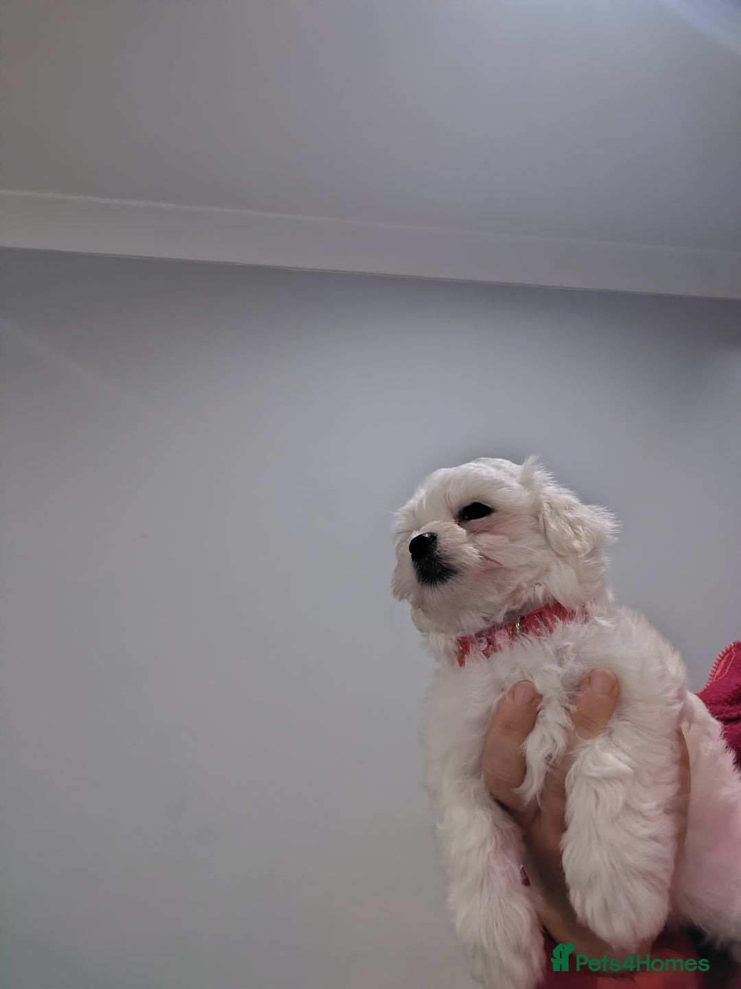 Maltese dogs for sale: Pure Maltese puppies ❤️❤️💙 - Image 9