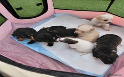 Jackapoo dogs for sale: Stunning Litter F1 JACKAPOO + Big Puppy Pack  - Image 11