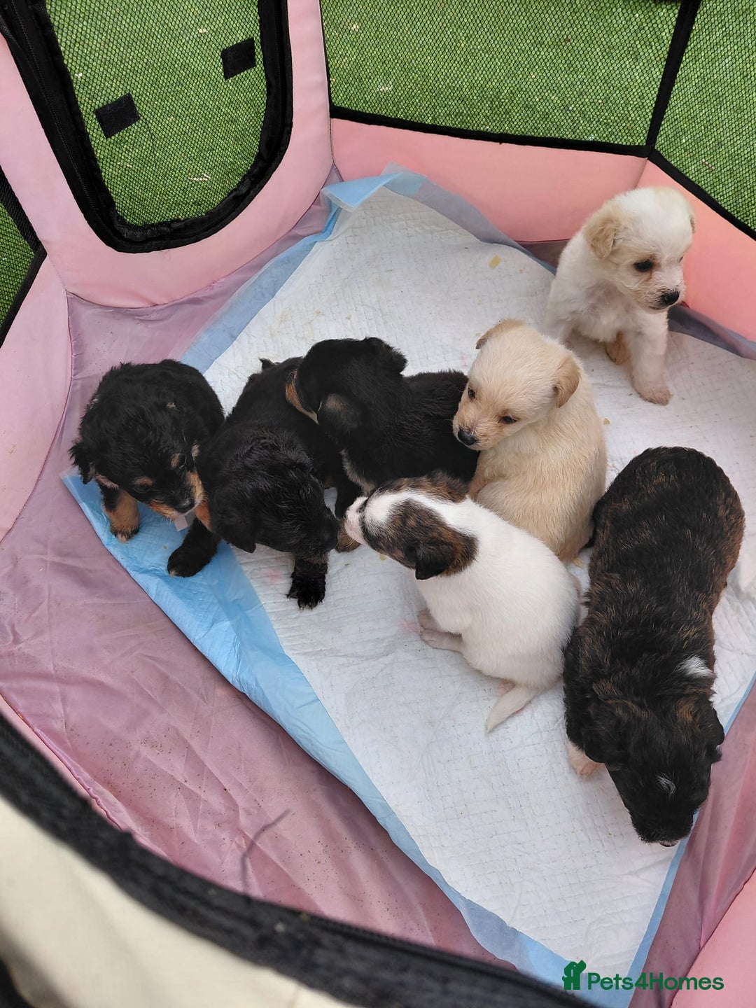Jackapoo dogs for sale: Stunning Litter F1 JACKAPOO + Big Puppy Pack  - Image 11