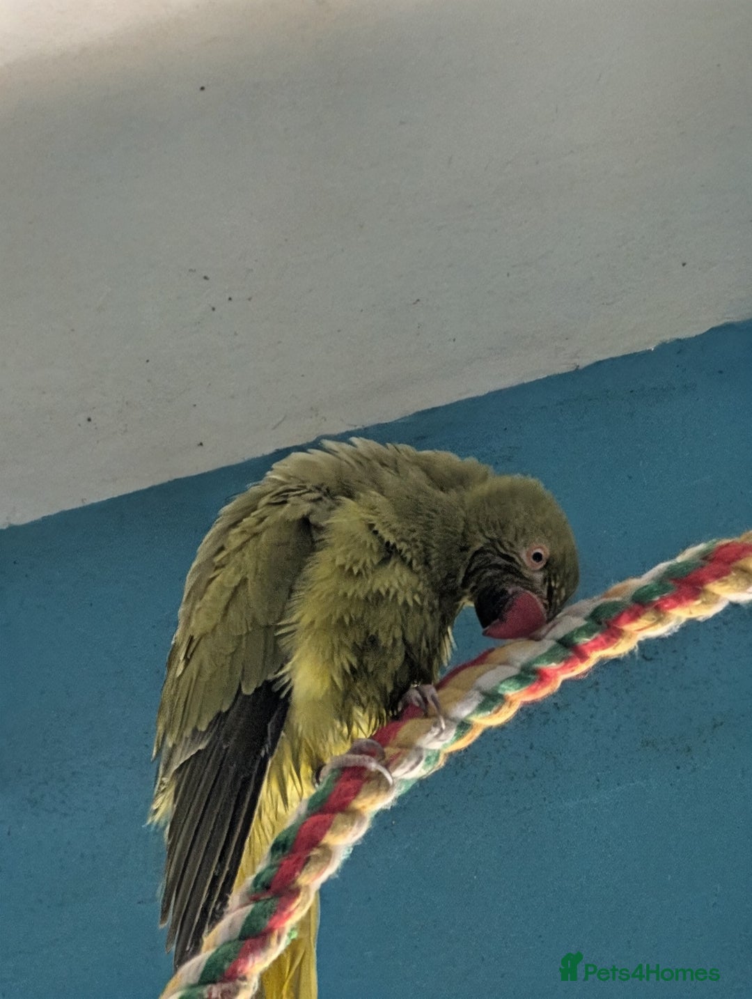 Ringnecks birds for sale: Ringneck for sale - Advert 2