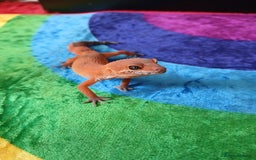 Leopard Gecko reptiles for sale: Baby's leopard geckos  in Rochester - Image 1