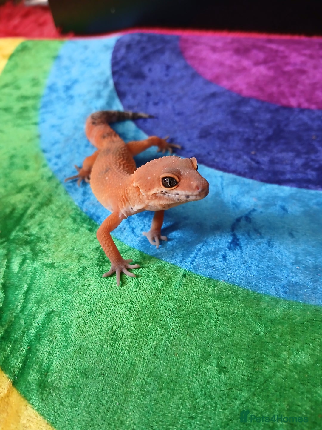 Leopard Gecko reptiles for sale: Baby's leopard geckos  in Rochester - Image 1