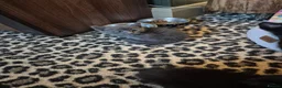 Mixed Breed cats for sale: 4 male kittens READY NOW - Advert 10