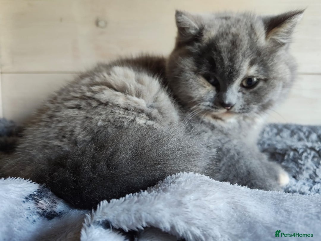 British Shorthair cats for sale: British Shorthair Kitten Tortie Girl - Advert 6