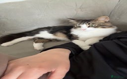 Domestic Shorthair cats for sale: Kitten / Nala - Image 3