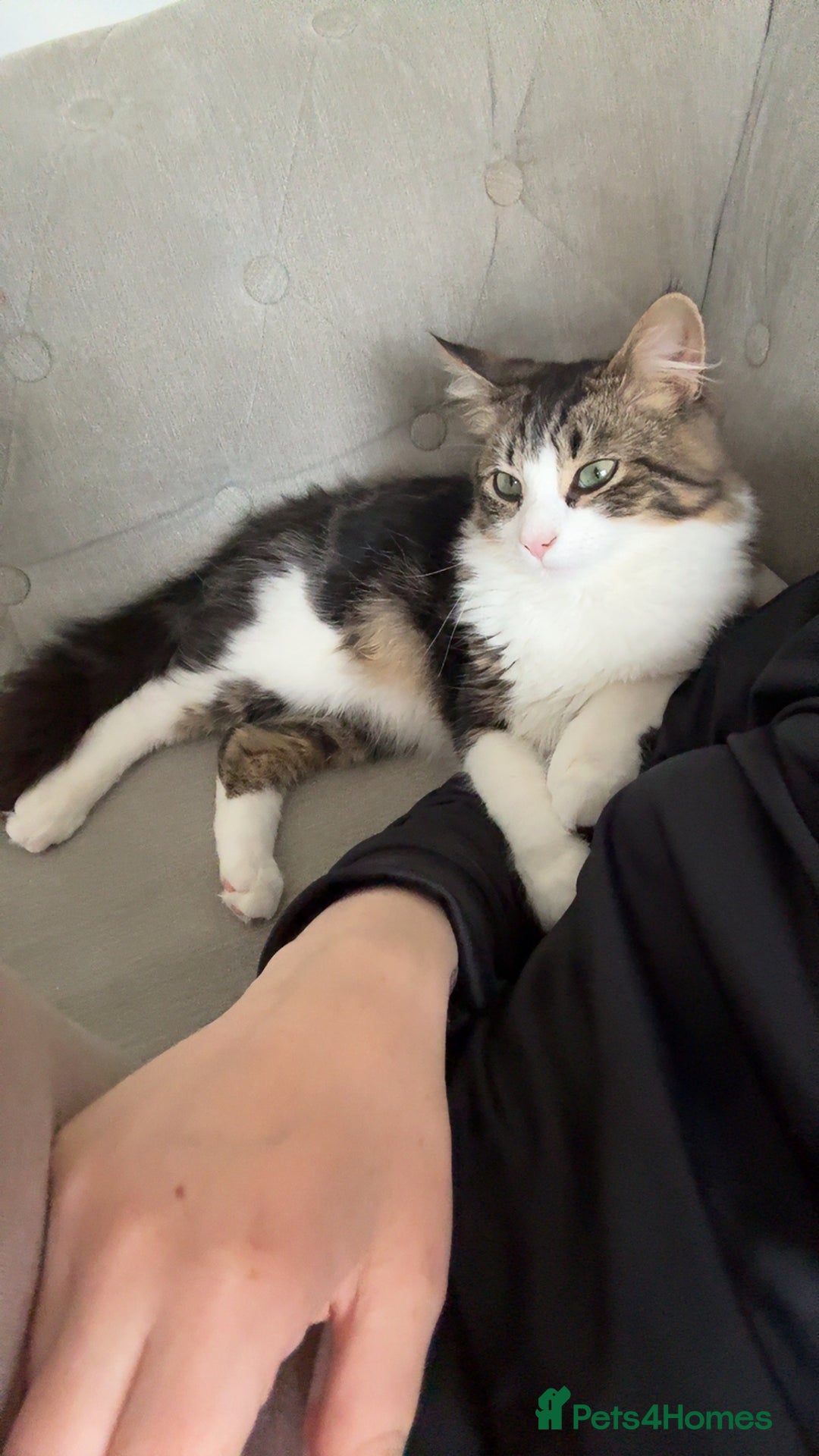 Domestic Shorthair cats for sale: Kitten / Nala - Image 3